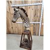 Image 7 : Zebra Pedestal Taxidermy Mount