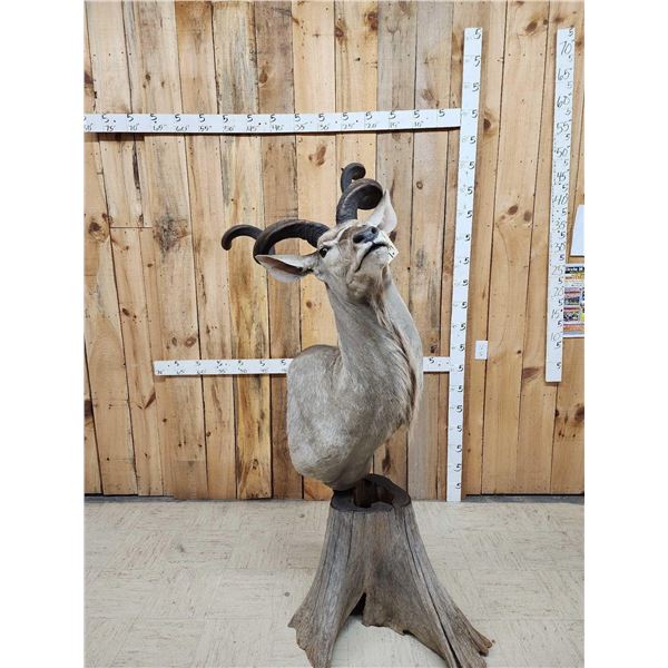 African Kudu Pedestal Taxidermy Mount