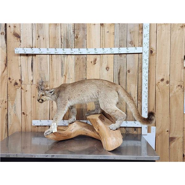 Mountain Lion Cougar Full Body Taxidermy Mount