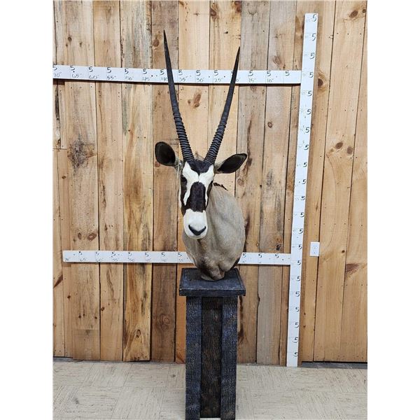 African Gemsbok Pedestal Taxidermy Mount