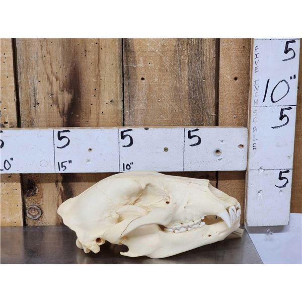Alaskan Grizzly Bear Skull Taxidermy