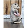 Image 2 : Opossum Eating Cracker Jacks Taxidermy Mount