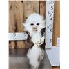 Image 1 : The Dreaded Swamp Monster Taxidermy