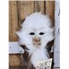 Image 2 : The Dreaded Swamp Monster Taxidermy