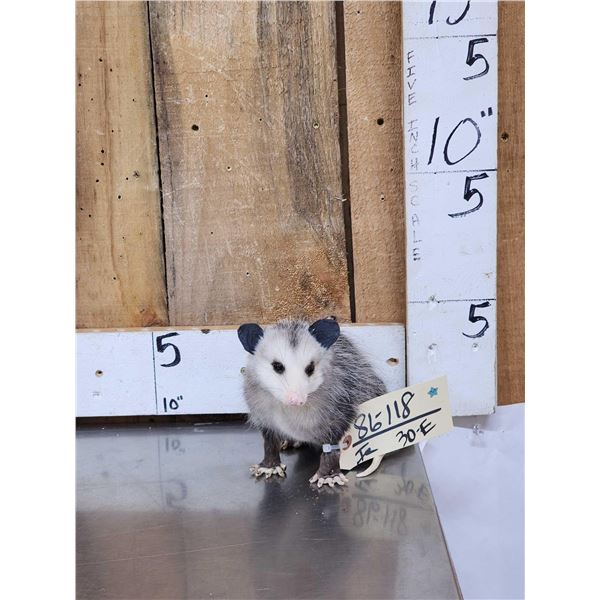 Baby Opossum Full Body Taxidermy Mount