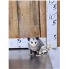 Image 1 : Baby Opossum Full Body Taxidermy Mount