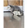 Image 2 : Baby Opossum Full Body Taxidermy Mount