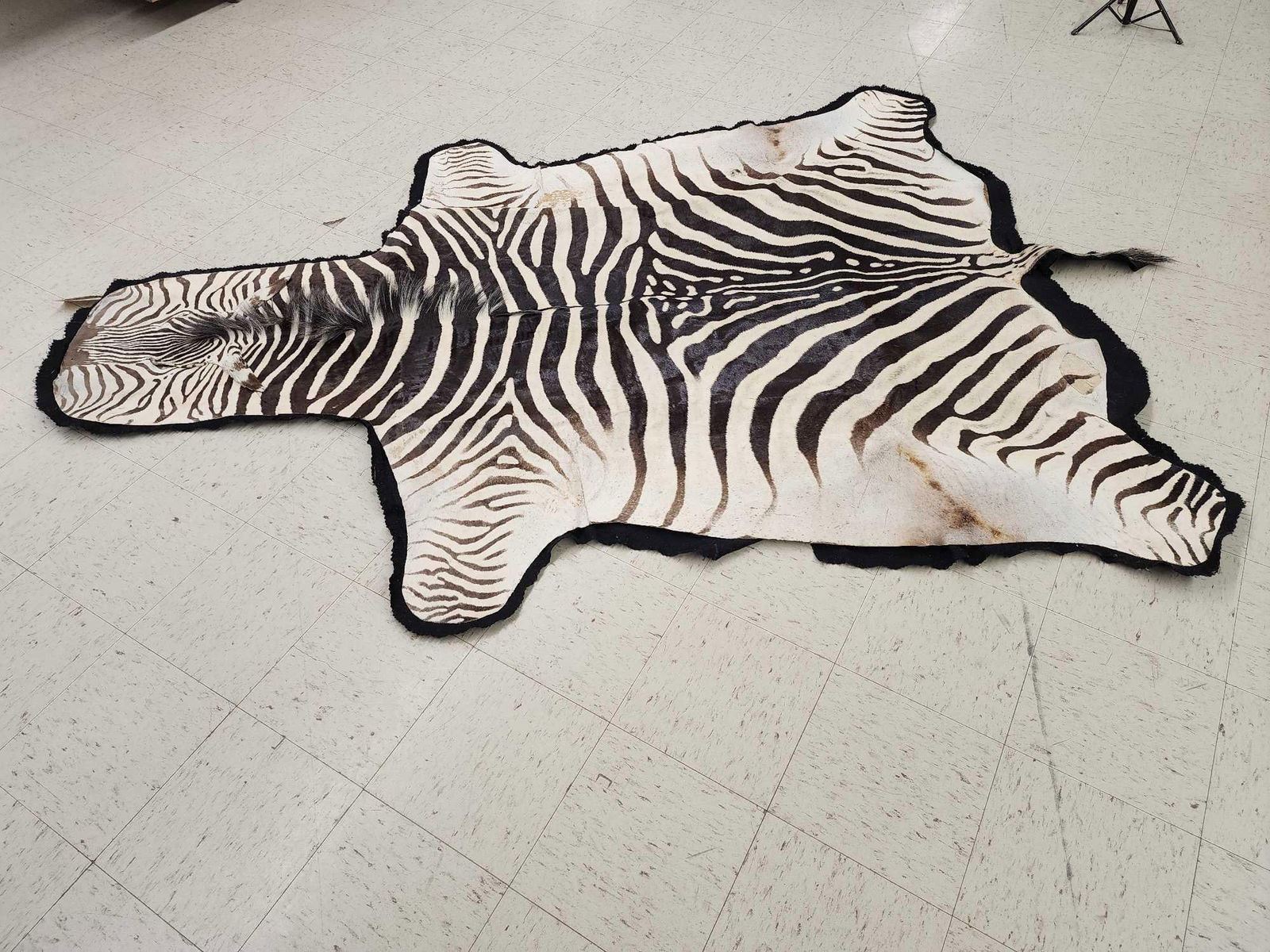 Zebra Head Skin Rug Vintage Zebra Skin Rug Taxidermy