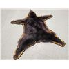 Image 5 : Black Bear Rug Taxidermy