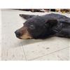 Image 5 : Black Bear Rug Taxidermy