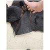 Image 7 : Black Bear Rug Taxidermy