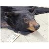 Image 4 : Black Bear Rug Taxidermy
