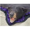 Image 5 : Black Bear Rug Taxidermy