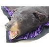 Image 6 : Black Bear Rug Taxidermy