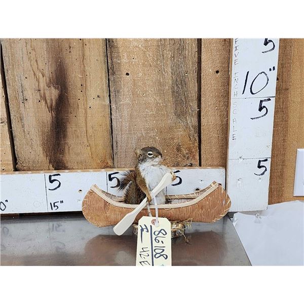 Squirrel In A Birch Bark Canoe
