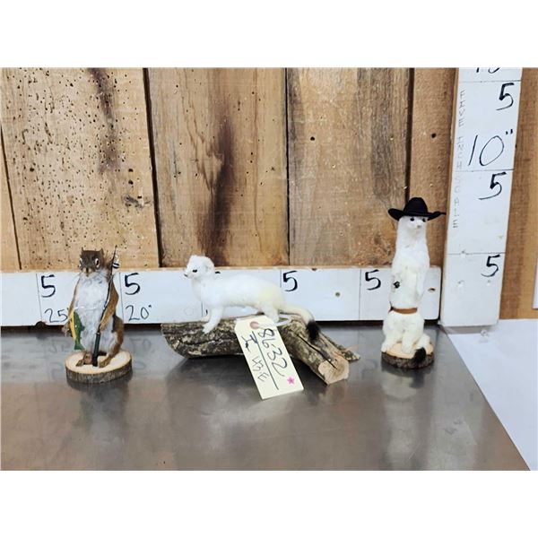 3 Cute Critters Taxidermy Lot