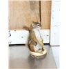 Image 9 : 3 Cute Critters Taxidermy Lot
