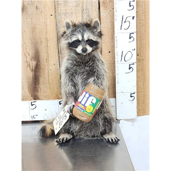 Raccoon Eating Peanut Butter Taxidermy Mount