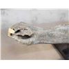 Image 3 : Ancient Bison Buffalo Jaw Section Partially Fossilized Fossil