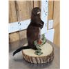 Image 4 : Mink Full Body Taxidermy Mount