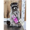 Image 1 : Raccoon Eating Candy Taxidermy Mount