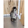Image 2 : Raccoon Eating Candy Taxidermy Mount