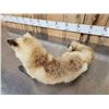 Image 4 : Red Fox Full Body Taxidermy Mount