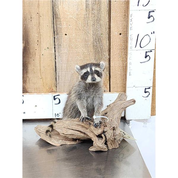 Baby Raccoon Full Body Taxidermy Mount