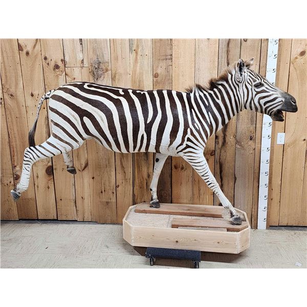 Zebra Full Body Taxidermy Mount