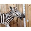 Image 2 : Zebra Full Body Taxidermy Mount