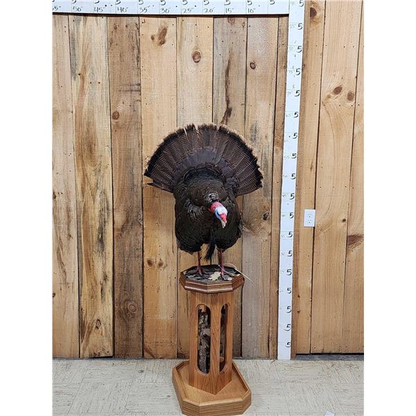 Gobbling Turkey Pedestal Bird Taxidermy Mount