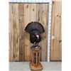 Image 1 : Gobbling Turkey Pedestal Bird Taxidermy Mount