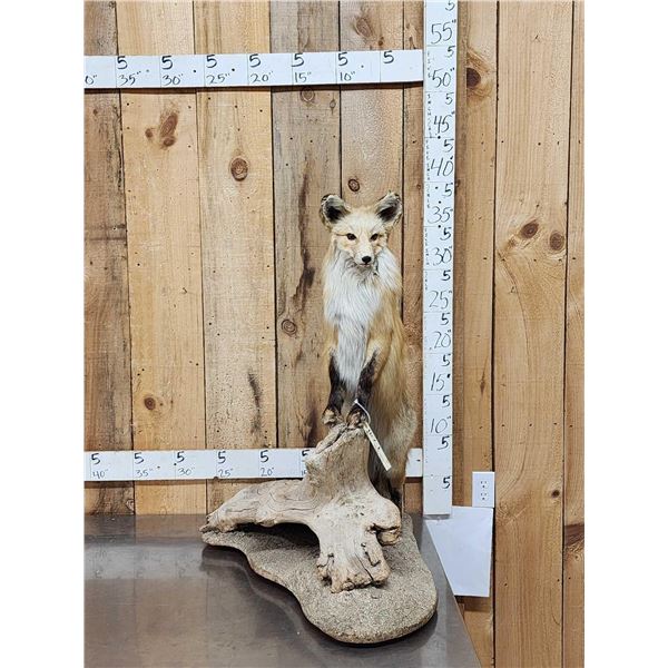 Red Fox Full Body Taxidermy Mount