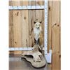Image 1 : Red Fox Full Body Taxidermy Mount