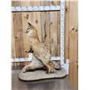 Image 3 : Red Fox Full Body Taxidermy Mount