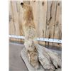 Image 4 : Red Fox Full Body Taxidermy Mount