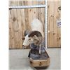 Image 4 : Bighorn Sheep Full Body Taxidermy Mount