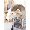 Image 5 : Bighorn Sheep Full Body Taxidermy Mount