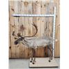 Image 1 : Caribou Full Body Taxidermy Mount