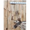 Image 2 : Caribou Full Body Taxidermy Mount