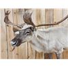 Image 3 : Caribou Full Body Taxidermy Mount