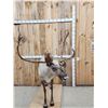 Image 4 : Caribou Full Body Taxidermy Mount