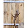 Image 5 : Caribou Full Body Taxidermy Mount