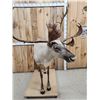 Image 6 : Caribou Full Body Taxidermy Mount