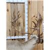 Image 8 : Caribou Full Body Taxidermy Mount