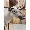 Image 9 : Caribou Full Body Taxidermy Mount