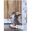 Image 3 : Backpacking Squirrel Full Body Taxidermy Mount