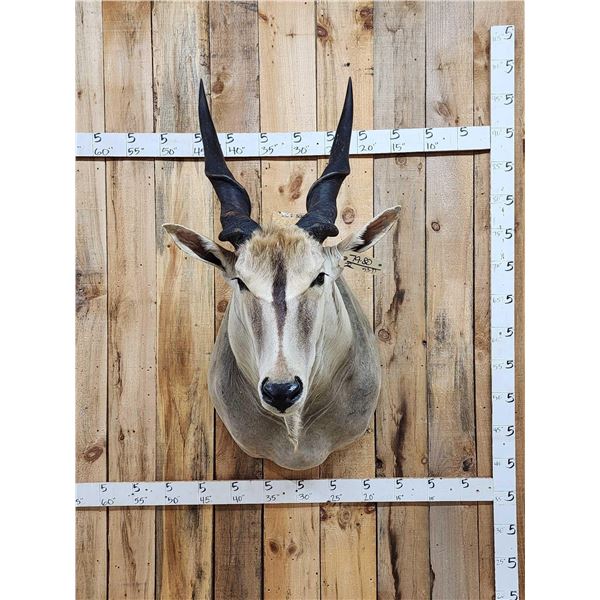 African Eland Shoulder Mount Taxidermy