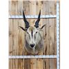Image 1 : African Eland Shoulder Mount Taxidermy
