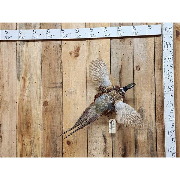 Ringneck Pheasant In Flight Bird Taxidermy